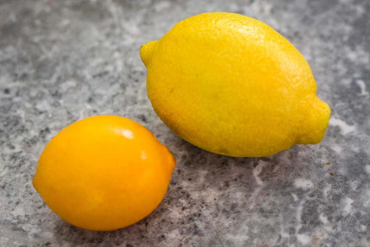 A Meyer lemon shown next to a regular lemon. There's difference in size and peel color. Regular lemon is bigger and peel is more yellow. Meyer lemon is smaller, it has smoother peel and it is more orange.