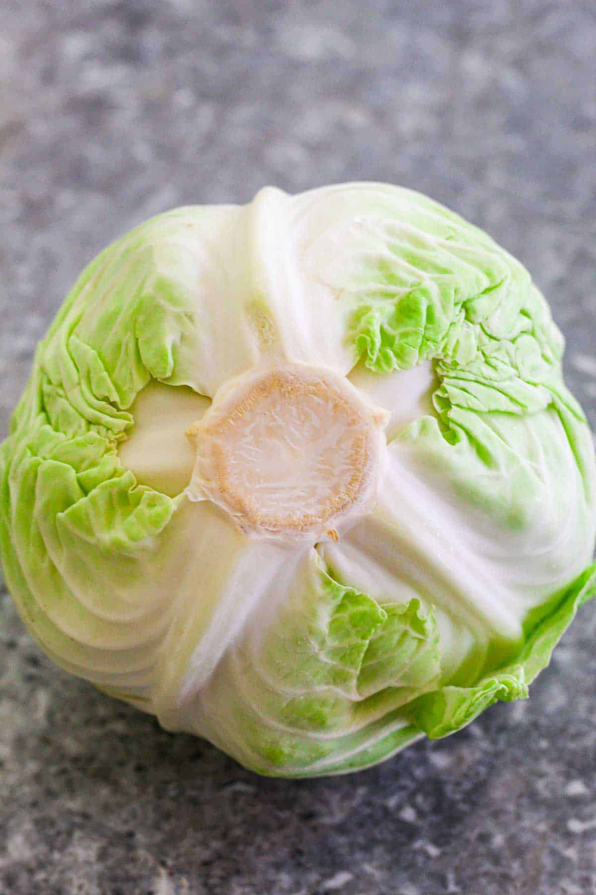 Cabbage head on a counter, seen from the core side.